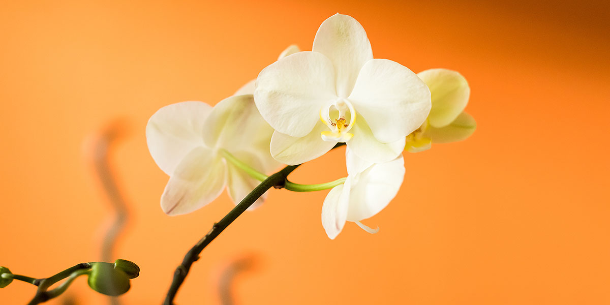 Orchidee Praxis